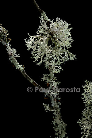 Lichens sur une branche