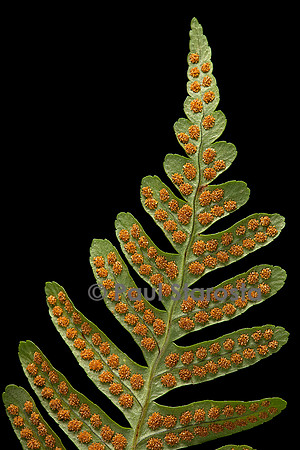 Polypodium vulgare (plypode) - sores