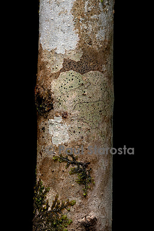 Groupement pionnier (lichen et mousse) sur un tronc d'arbre