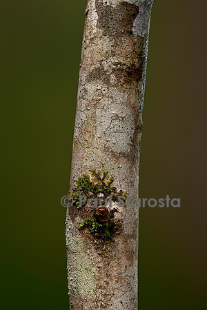 Groupement pionnier (lichen et mousse) sur un tronc d'arbre