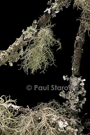 Lichens sur une branche