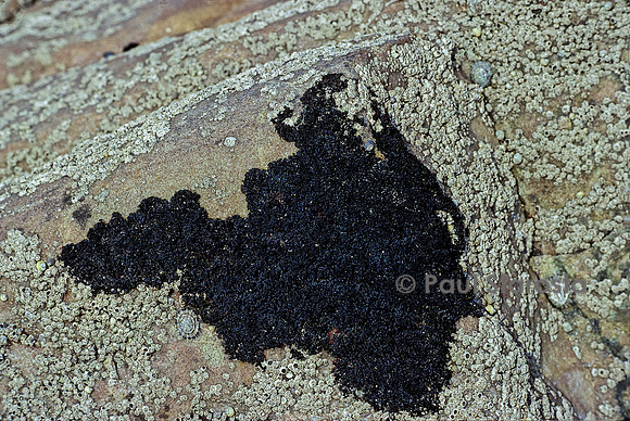 Lichina pygmaea (lichen pygmée)