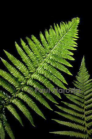 Dryopteris filix-mas (fougère mâle)
