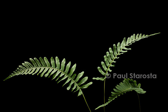 Polypodium vulgare (plypode)