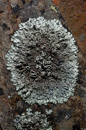 Parmelia sp. (parmélie)