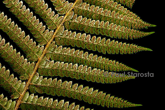 Polystichum setiferum (polystic à soies, fougère des fleuristes) - sores