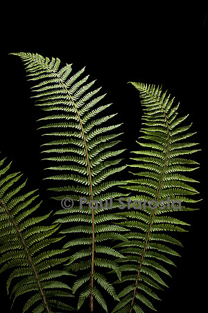 Polystichum setiferum (polystic à soies, fougère des fleuristes)