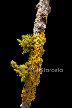 Groupement pionnier (lichen et mousse)