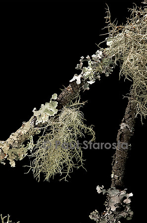 Lichens sur une branche
