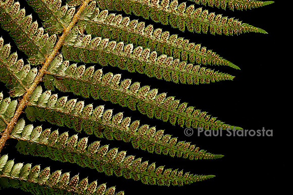 Polystichum setiferum (polystic à soies, fougère des fleuristes) - sores
