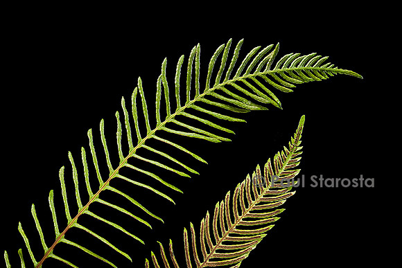 Blechnum spicant (blechnum en épi) - frondes fertiles