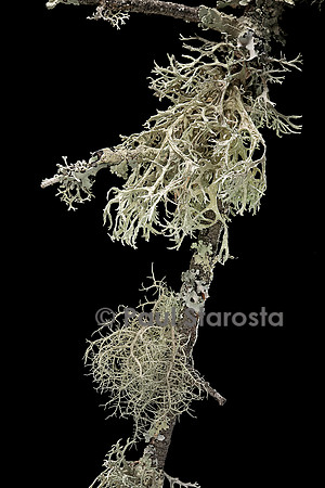 Lichens sur une branche