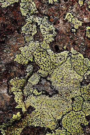 Rhizocarpon geographicum (lichen carte géographique)