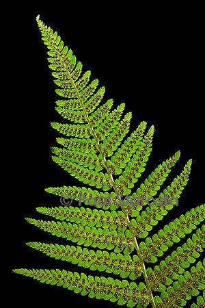 Dryopteris filix-mas - (fougère mâle) - sores