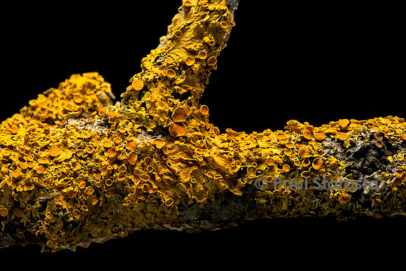 Xanthoria parietina (parmélie des murailles)