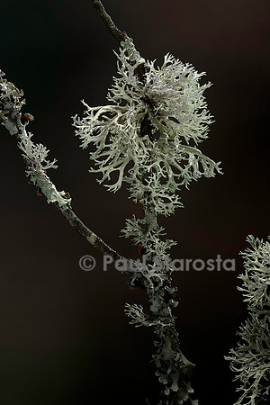 Lichens sur une branche