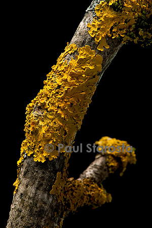 Xanthoria parietina (parmélie des murailles)
