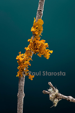 Xanthoria parietina (parmélie des murailles)