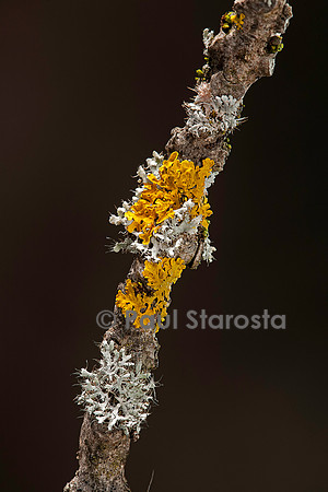 Groupement pionnier (lichen et mousse)