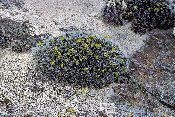 Bryum argenteum (bryum d'argent, bryum argenté)