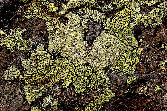 Rhizocarpon geographicum (lichen carte géographique)