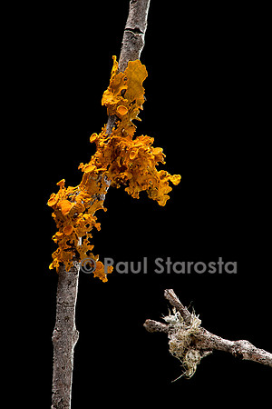 Xanthoria parietina (parmélie des murailles)