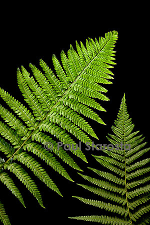 Dryopteris filix-mas (fougère mâle)