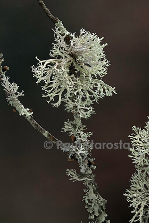 Lichens sur une branche
