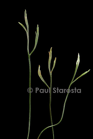 Asplenium septentrionale (doradille du Nord)