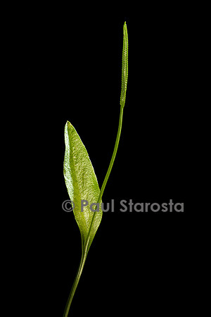 Ophioglossum vulgatum (ophioglosse commun)