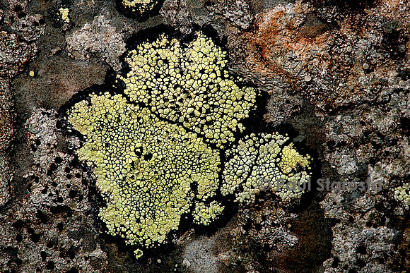 Rhizocarpon geographicum (lichen carte géographique)