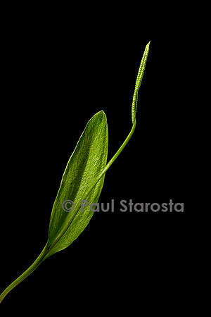 Ophioglossum vulgatum (ophioglosse commun)