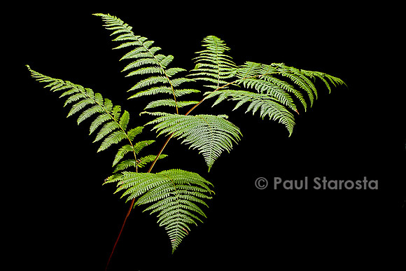 Pteridium aquilinum (fougère aigle)
