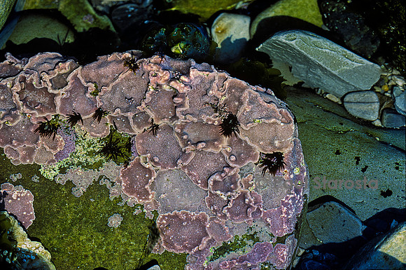 Lithophyllum incrustans (lithophylle encroûtant, lithophylle épais)