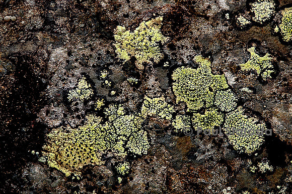 Rhizocarpon geographicum (lichen carte géographique)