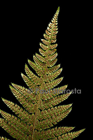 Polystichum setiferum (polystic à soies, fougère des fleuristes) - sores
