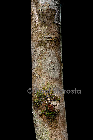 Groupement pionnier (lichen et mousse) sur un tronc d'arbre