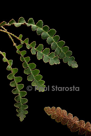 Ceterach officinarum