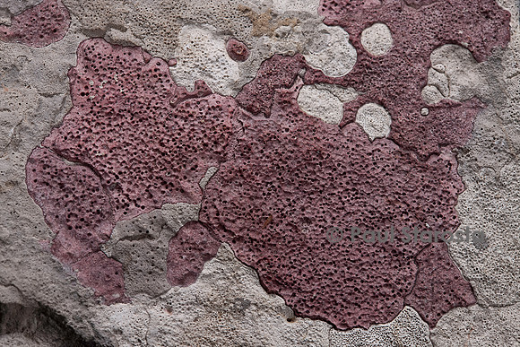 Bagliettoa marmorea (lichen) - sur une roche calcaire