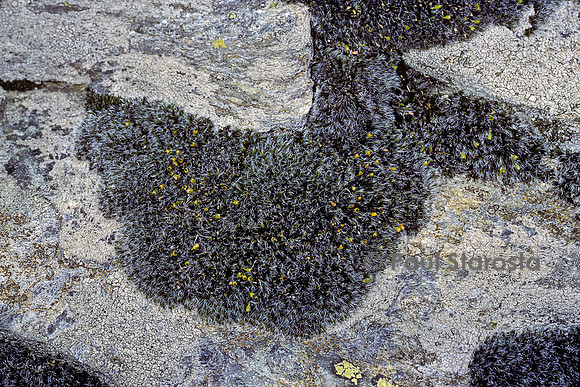 Bryum argenteum (bryum d'argent, bryum argenté)