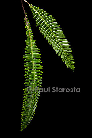 Blechnum spicant (blechnum en épi)