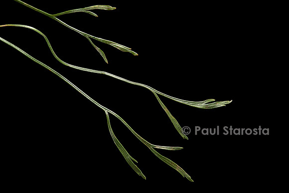 Asplenium septentrionale (doradille du Nord)