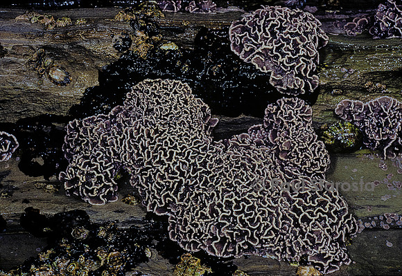 Lithophyllum byssoides (lithophyllum en forme de lichen, algue des encorbellements)
