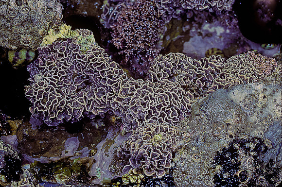 Lithophyllum byssoides (lithophyllum en forme de lichen, algue des encorbellements)