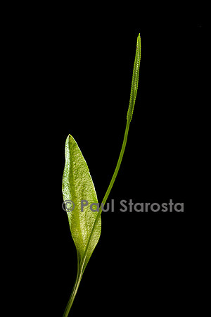 Ophioglossum vulgatum (ophioglosse commun)