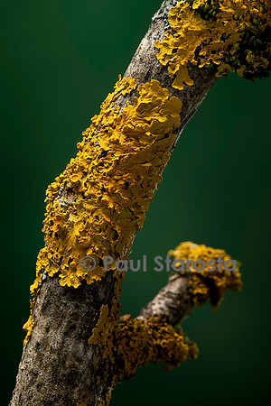 Xanthoria parietina (parmélie des murailles)