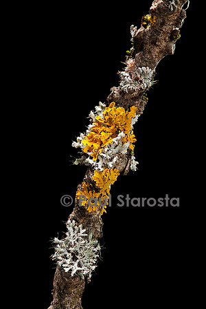 Groupement pionnier (lichen et mousse)