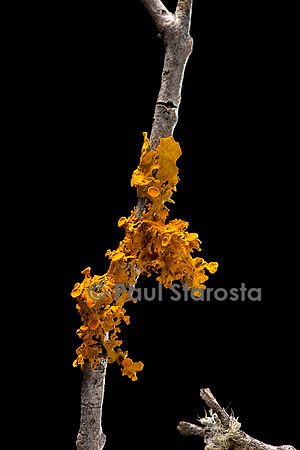 Xanthoria parietina (parmélie des murailles)