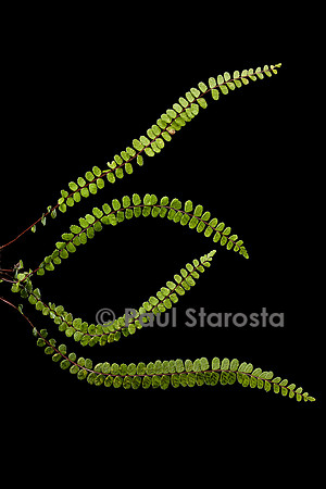 Asplenium trichomanes (capillaire des murailles)