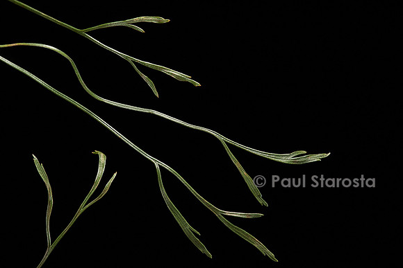 Asplenium septentrionale (doradille du Nord)
